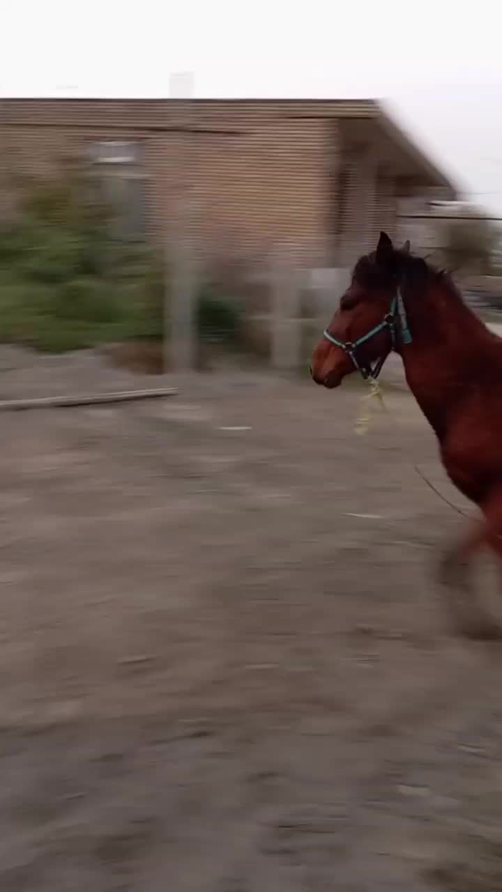 اسب مادیان|اسب و تجهیزات اسب‌سواری|مشگین شهر, |دیوار