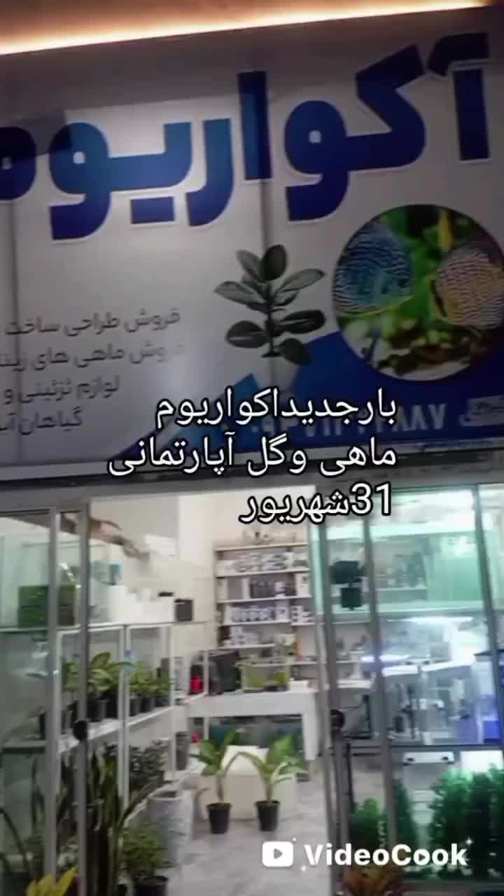 انواع ماهی و آکواریوم گیاه آپارتمانی وآبزی|ماهی|خواف, |دیوار