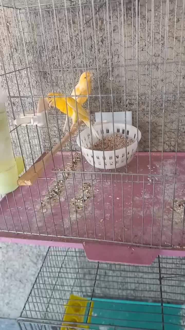 قناری نروماده|پرنده|تهران, تهرانپارس شرقی|دیوار