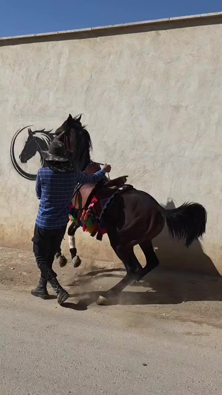 اسب کره ۲سال|اسب و تجهیزات اسبسواری|اصفهان, شهرک صنعتی جی|دیوار