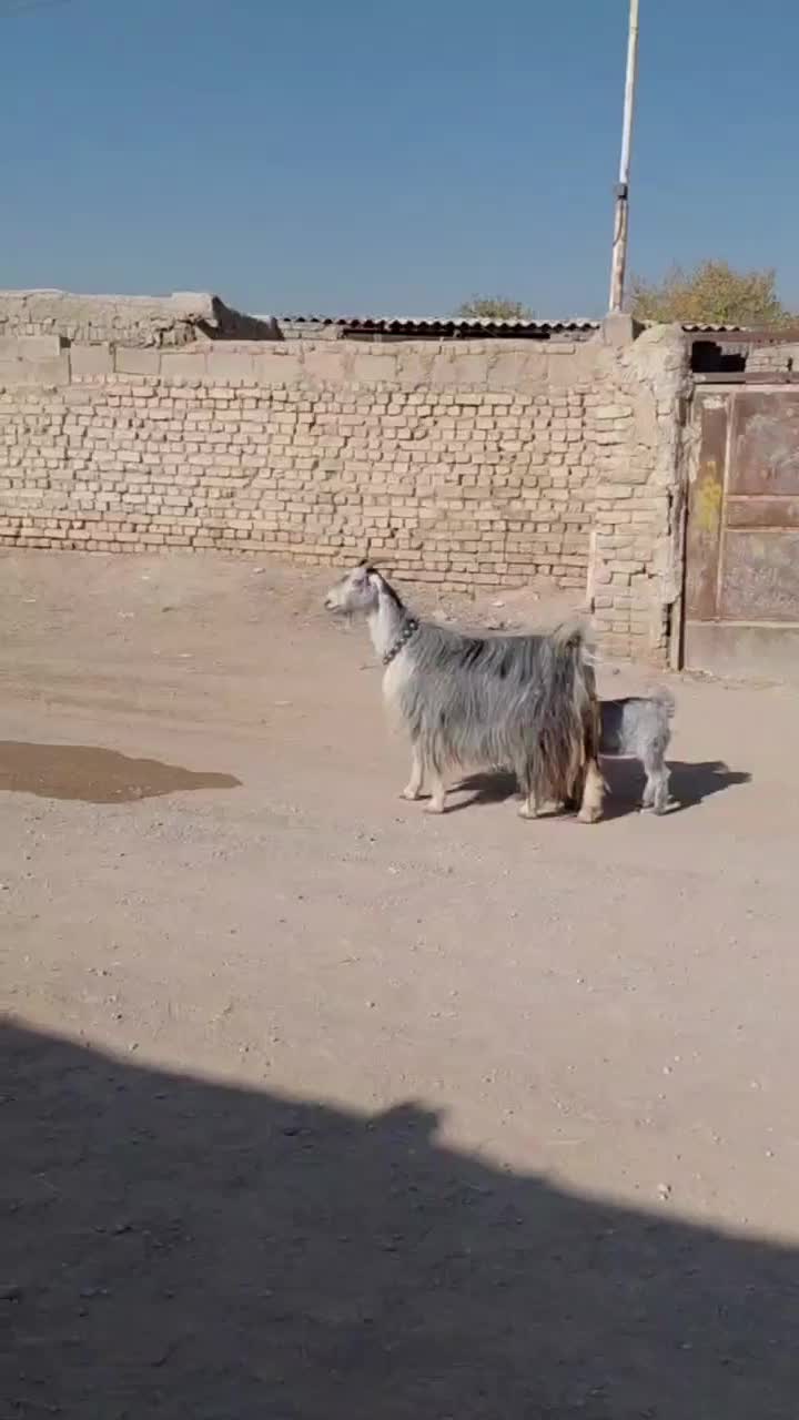 بزتزکی روزگاری میش بره|حیوانات مزرعه|اصفهان, براآن شمالی|دیوار