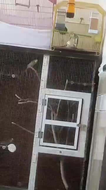 عروس هلندی|پرنده|ایرانشهر, |دیوار