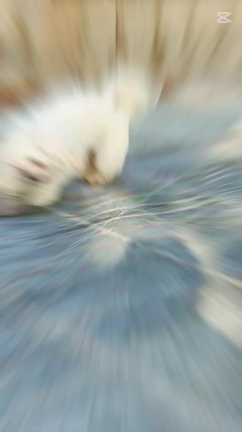 فروش سگ خانگی شیتزو عروسکی|سگ|فیروزآباد (فارس), |دیوار