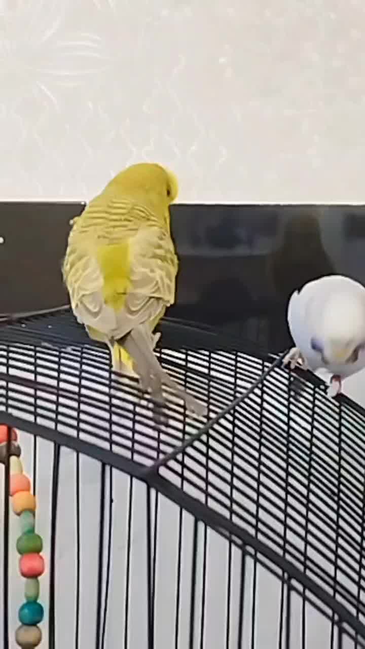 مرغ عشق انگلیسی نرو ماده رام دستی با ضمانت|پرنده|پیرانشهر, |دیوار