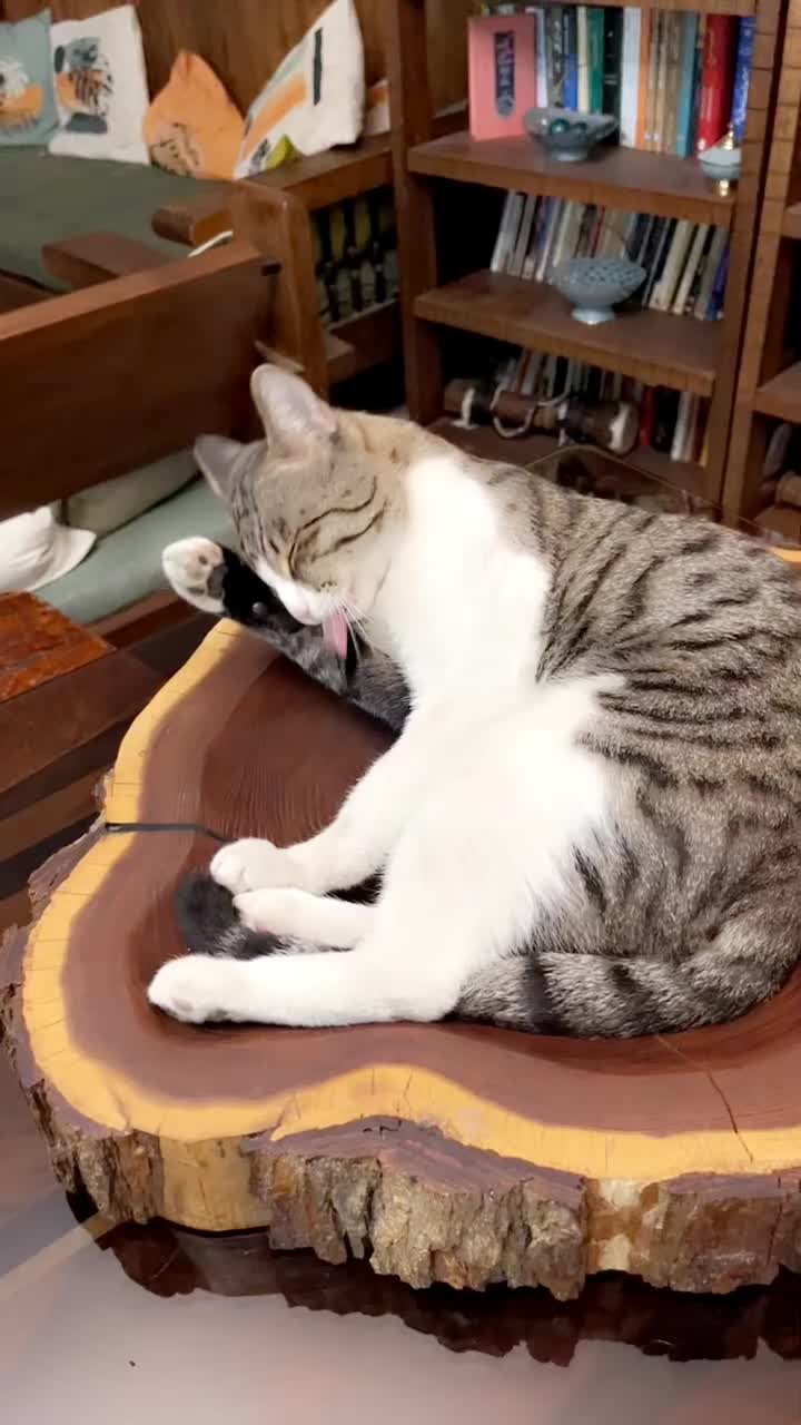 گربه گمشده|حیوانات|تهران, اختیاریه|دیوار