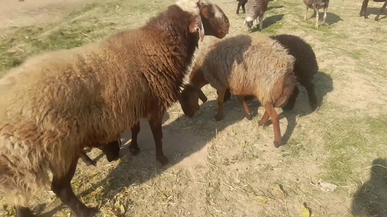 قوچ|حیوانات مزرعه|اصفهان, لیمجیر|دیوار