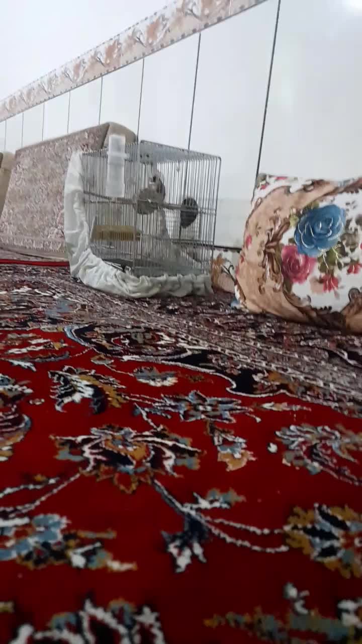 سیره نرشیرین خان|پرنده|اسدآباد, |دیوار