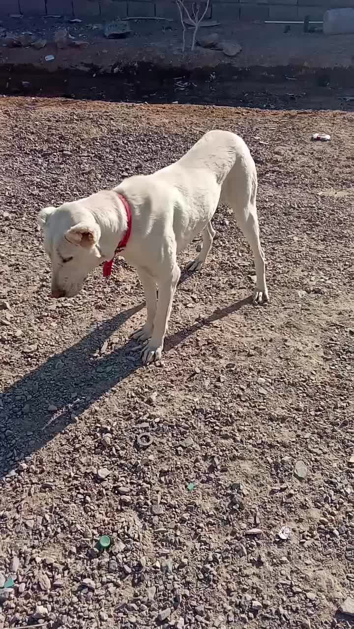 توله سگ خراسانی سفید|سگ|بجستان, |دیوار