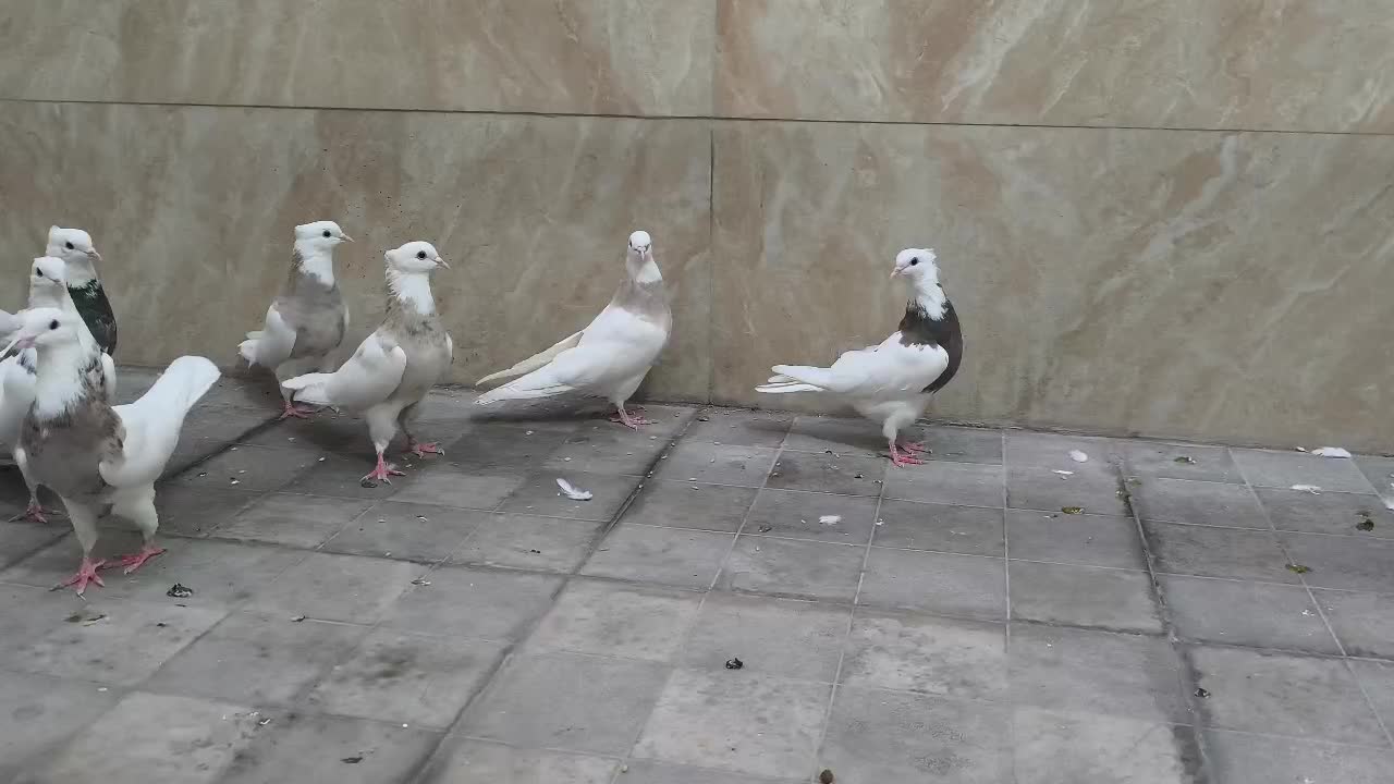 فروش تعدادی طوقی|پرنده|شهریار, شهرک بهاران (ویره)|دیوار