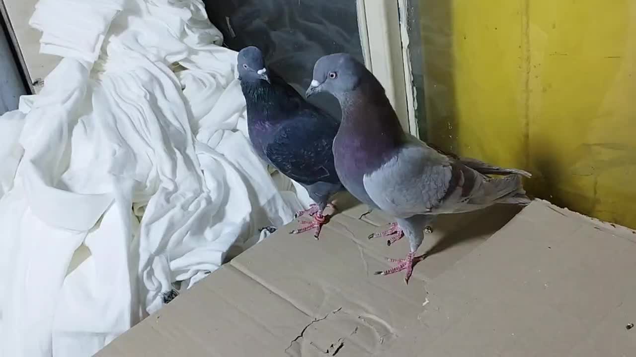 کبوتر پرشی.2عدد.نروماده.ازبلندی گرفتم|پرنده|تهران, مولوی|دیوار