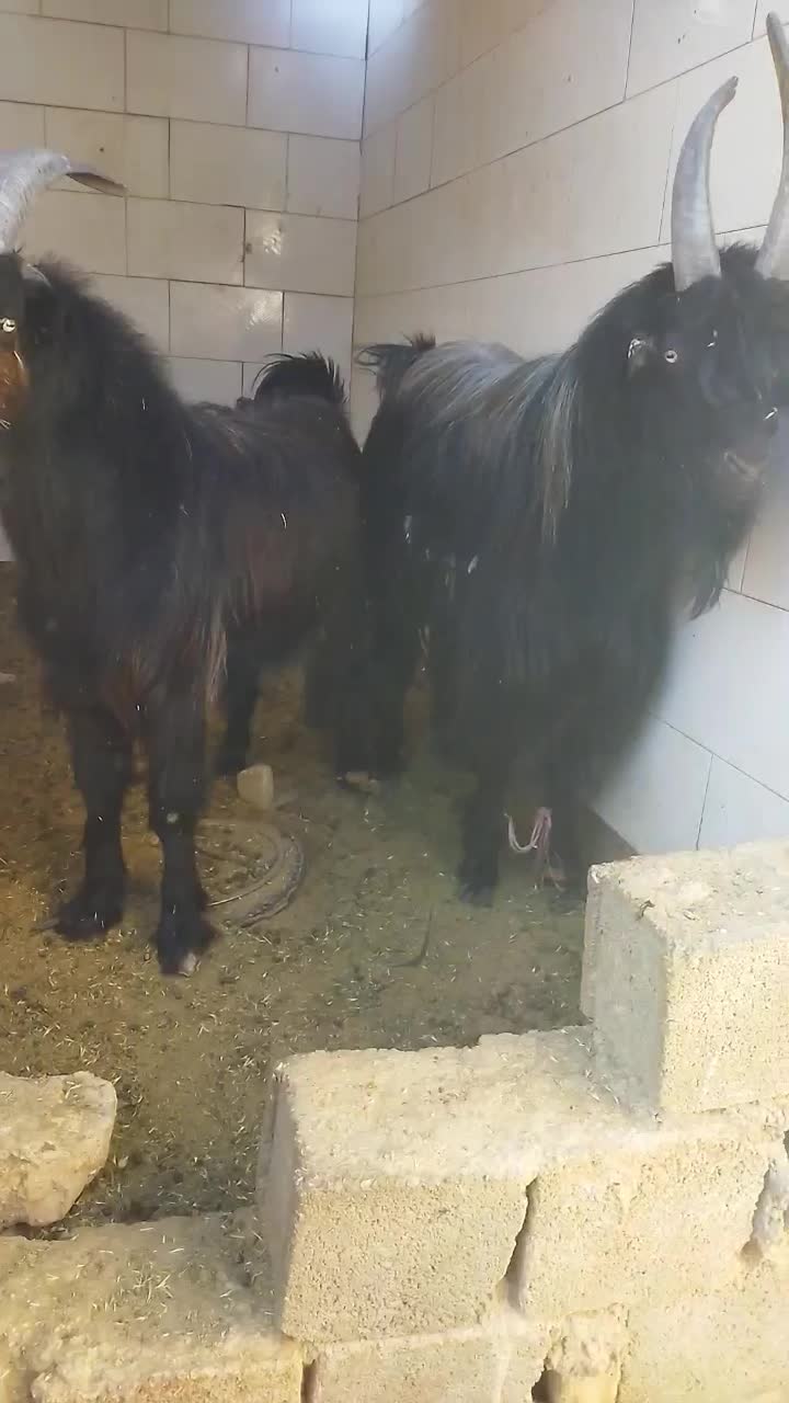 دو چپش نر|حیوانات مزرعه|شیراز, گویم|دیوار