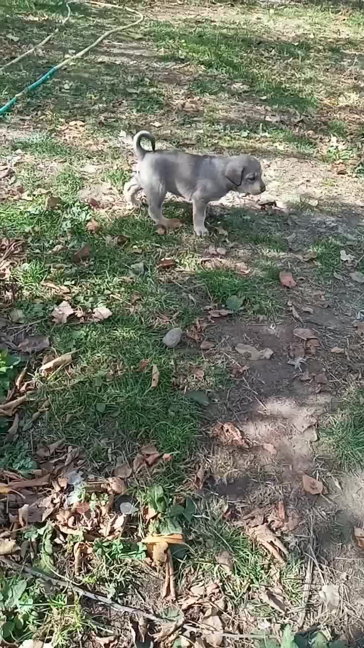 به دلیل نبود جا|سگ|مشگین شهر, |دیوار