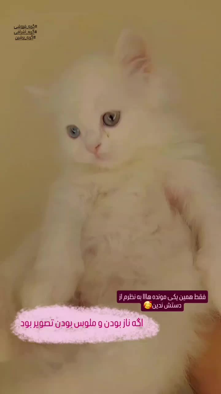 گربه اشرافی|گربه|کرج, حیدرآباد|دیوار