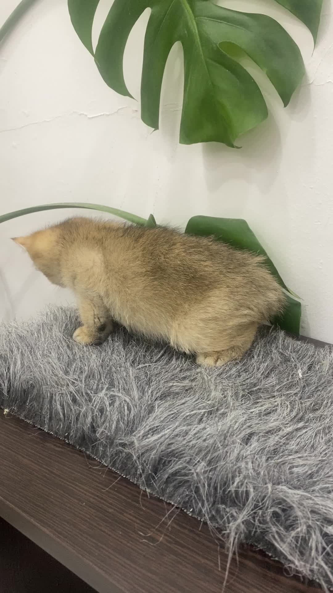 بریتیش گلد شورت هیر|گربه|بوشهر, |دیوار