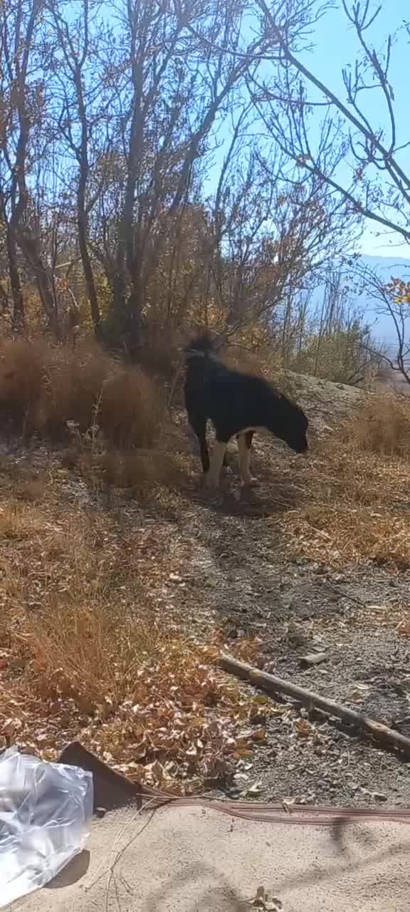 توله لاس ده ماهه گله ای|سگ|چادگان, |دیوار