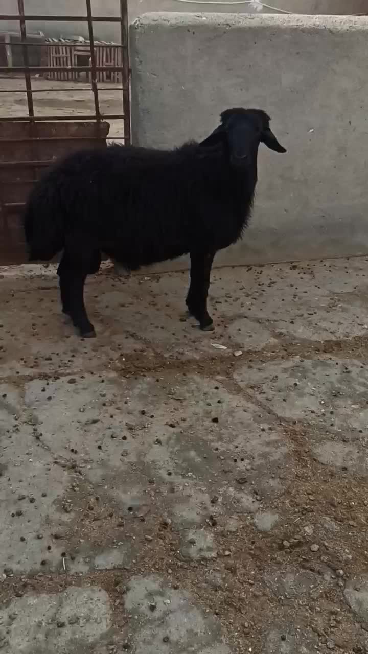 ۱ راس قوچ جوان برای نگهداری و دامازدخ|حیوانات مزرعه|میاندوآب, |دیوار
