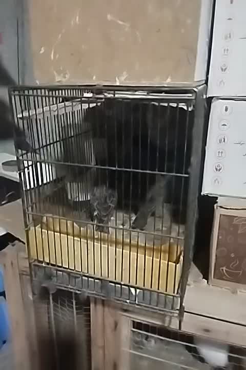 سه تا سهره|پرنده|مشگین شهر, |دیوار