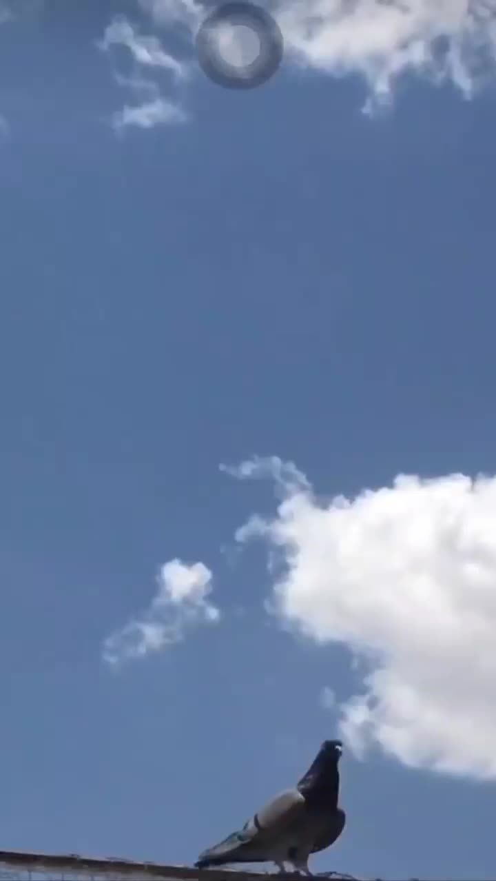 کبوتران پرشی ساعت سنگین|پرنده|کهریزک, |دیوار