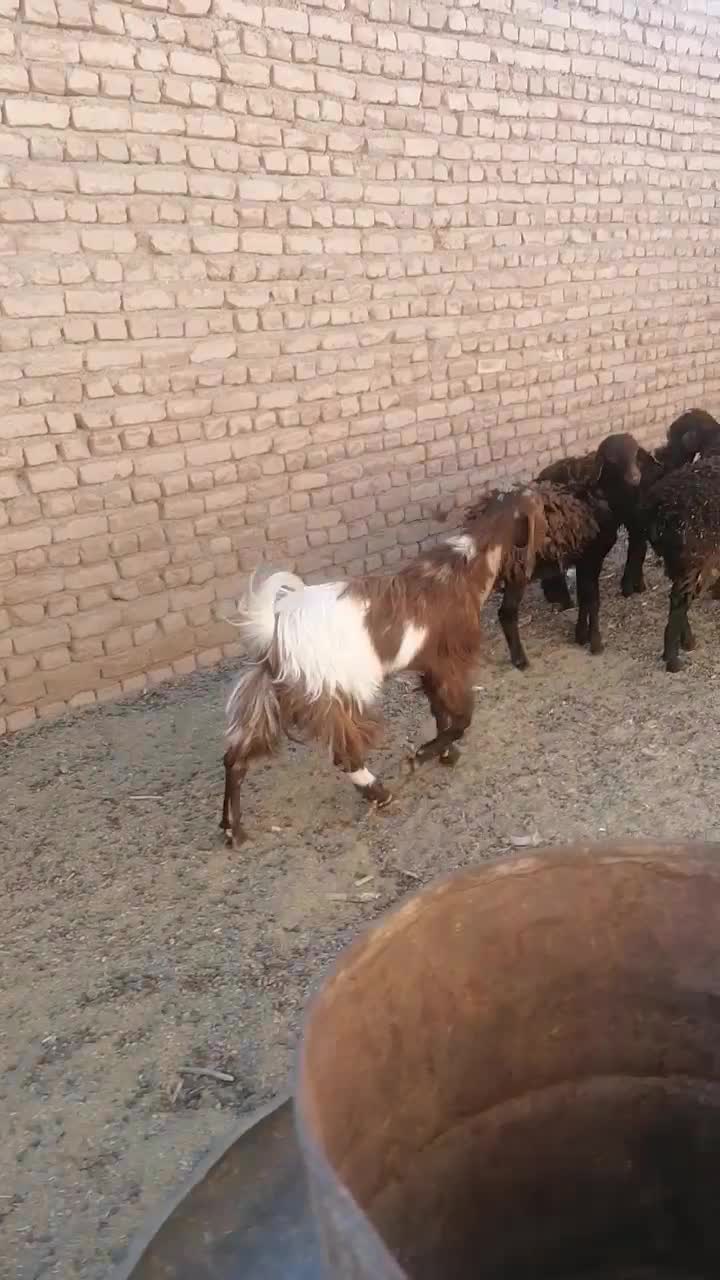 فروش بره غزل افشار سبک وزن و بره نر چینی|حیوانات مزرعه|بیرجند, |دیوار
