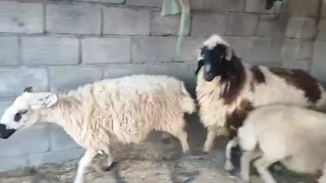 قوچ شیرازی ـ جمل یار ،|حیوانات مزرعه|چاه مرید, |دیوار