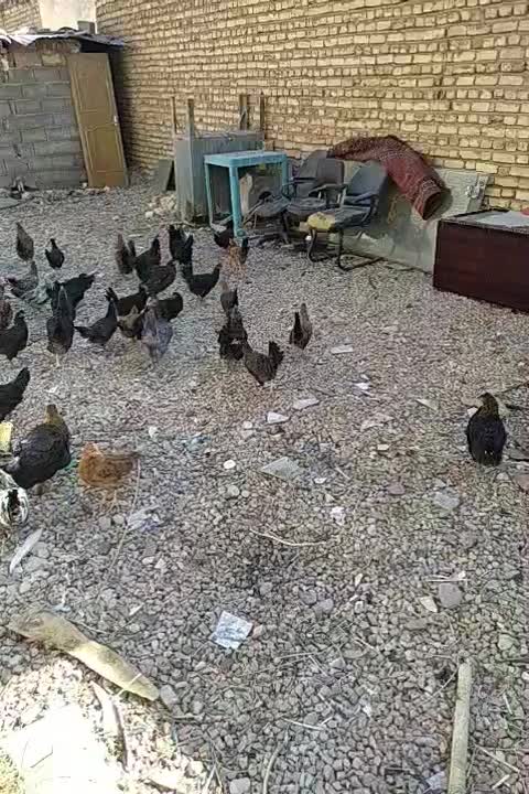 مرغ و خروس محلی|حیوانات مزرعه|شیراز, شهرک مهدی‌آباد|دیوار