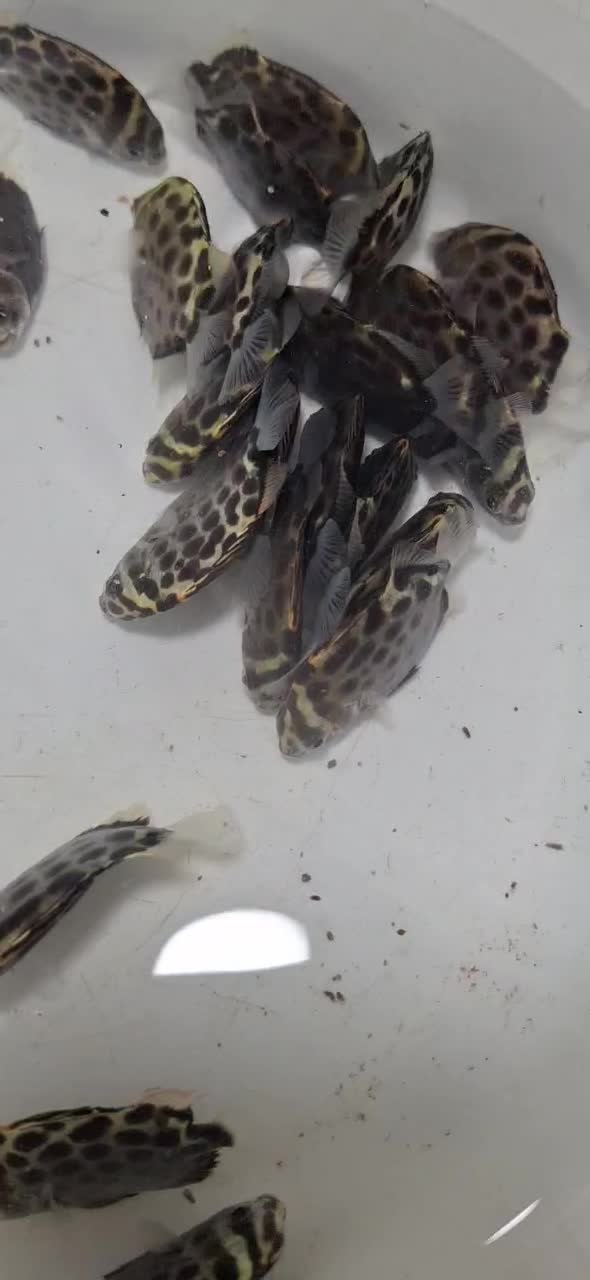 اسکات سبز یا گیرین اسکات|ماهی|چهارباغ, |دیوار