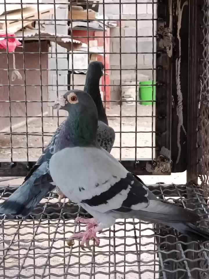 کفتر مسافتی|پرنده|شیراز, بید زرد|دیوار