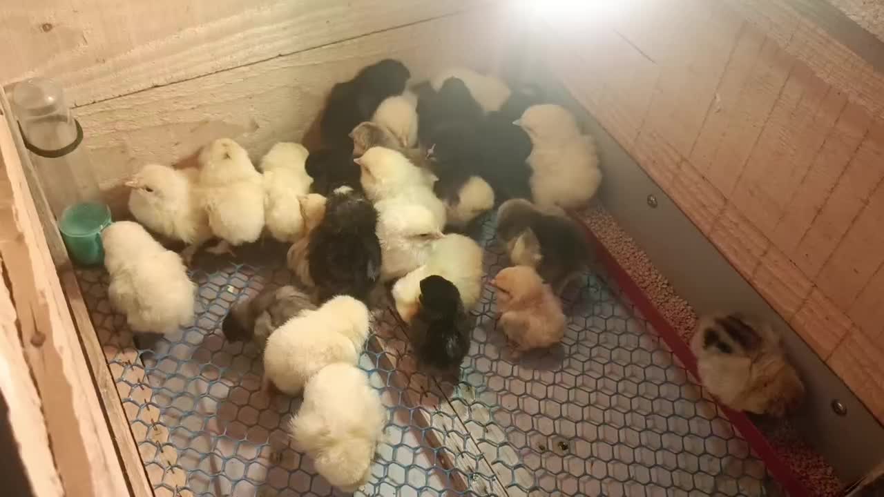 جوجه برهما و آمروک ومینیاتوری پاپرلپی|حیوانات مزرعه|اسالم, |دیوار