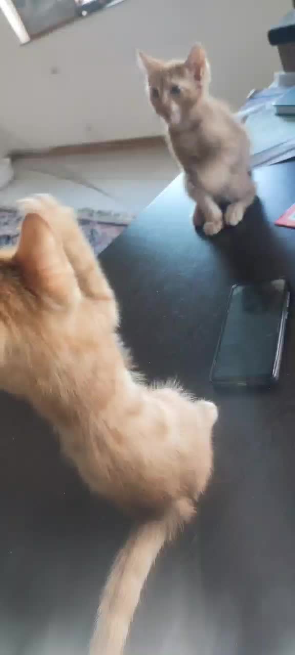 بچه گربه|گربه|رشت, کوی حسینی|دیوار