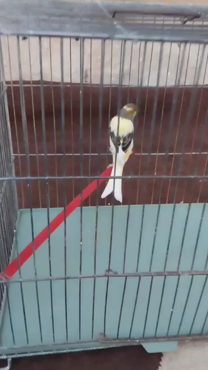 قناری نر|پرنده|اردبیل, |دیوار