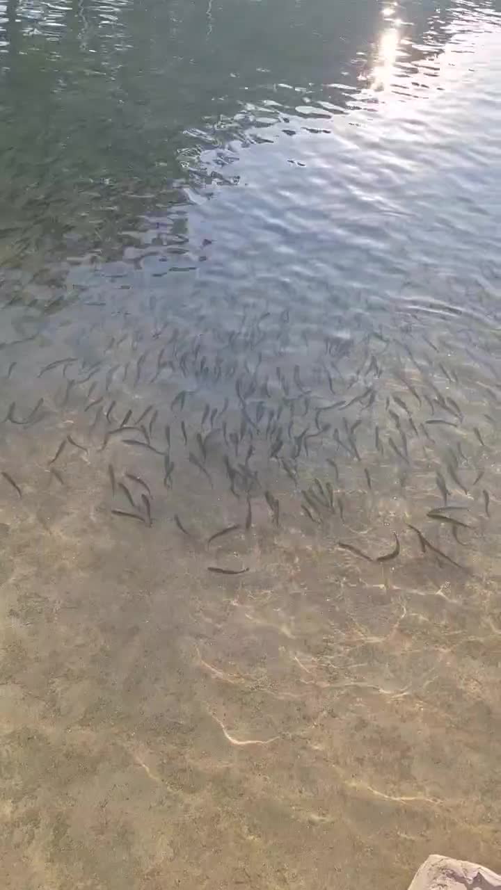 انواع بچه ماهی قزل آلا.کپور.تیلا پیا|ماهی|اشکذر, |دیوار