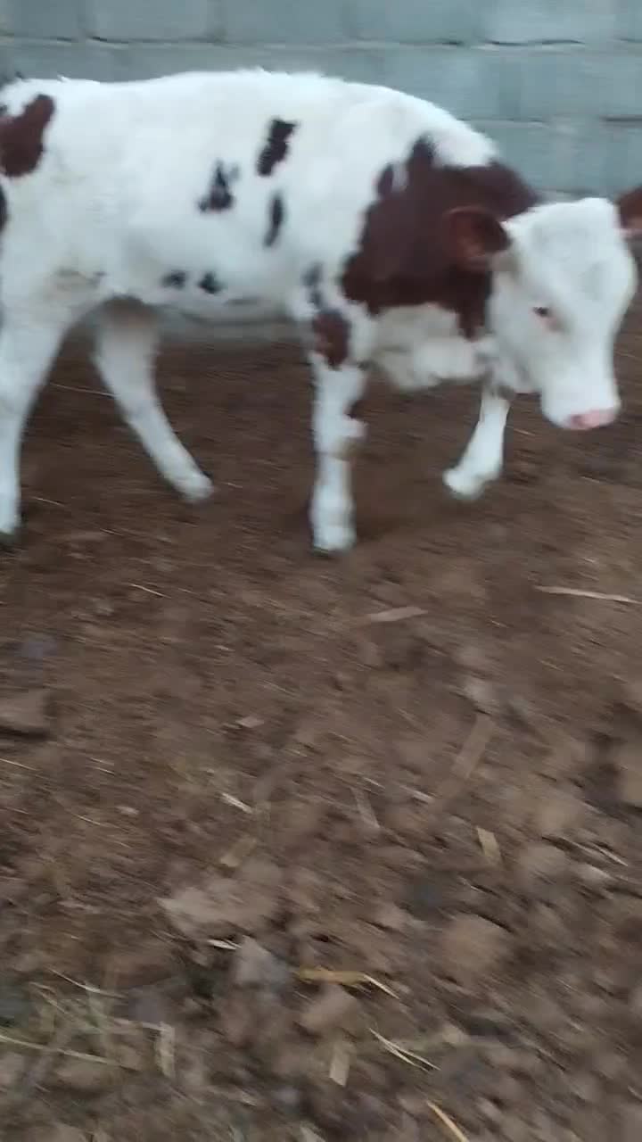 گوساله سیمینتال ماده|حیوانات مزرعه|نوشین شهر, |دیوار