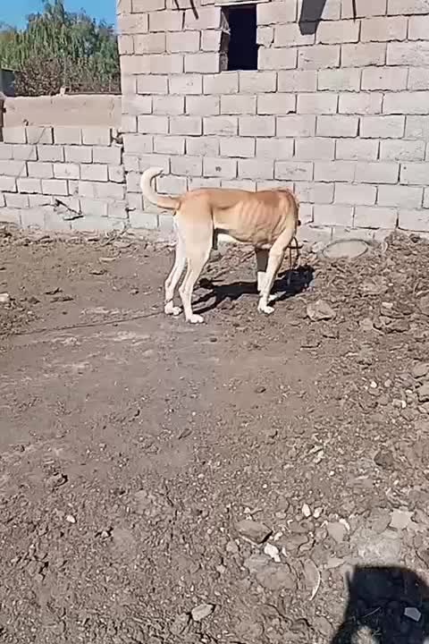 قیمت ۵۰۰۰۰۰۰۰ تومان|حیوانات|فریمان, |دیوار