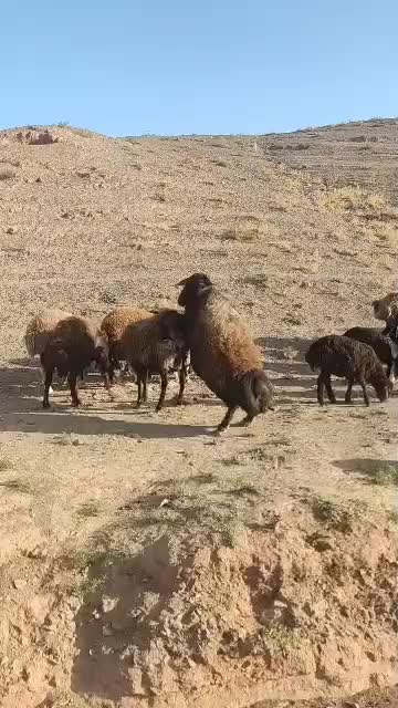 گمشده|حیوانات|تربت جام, پارک جنگلی|دیوار