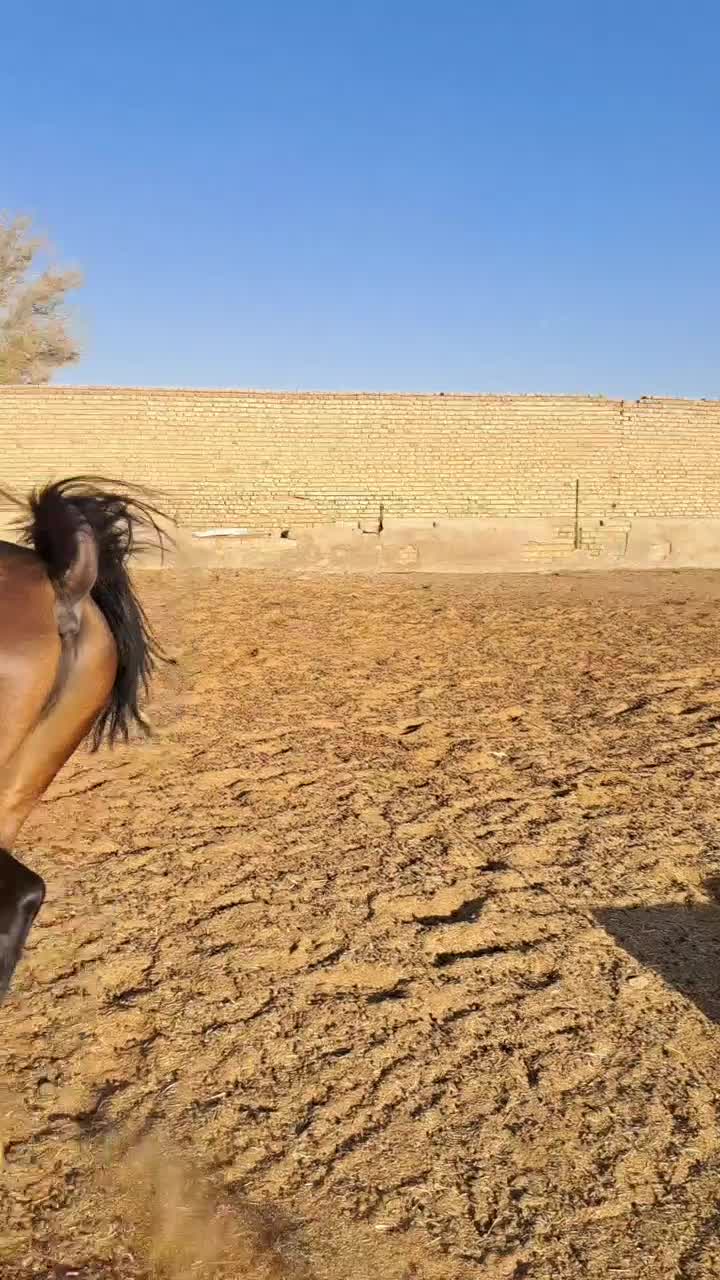 کره نریان کرد|اسب و تجهیزات اسب‌سواری|شراء, |دیوار