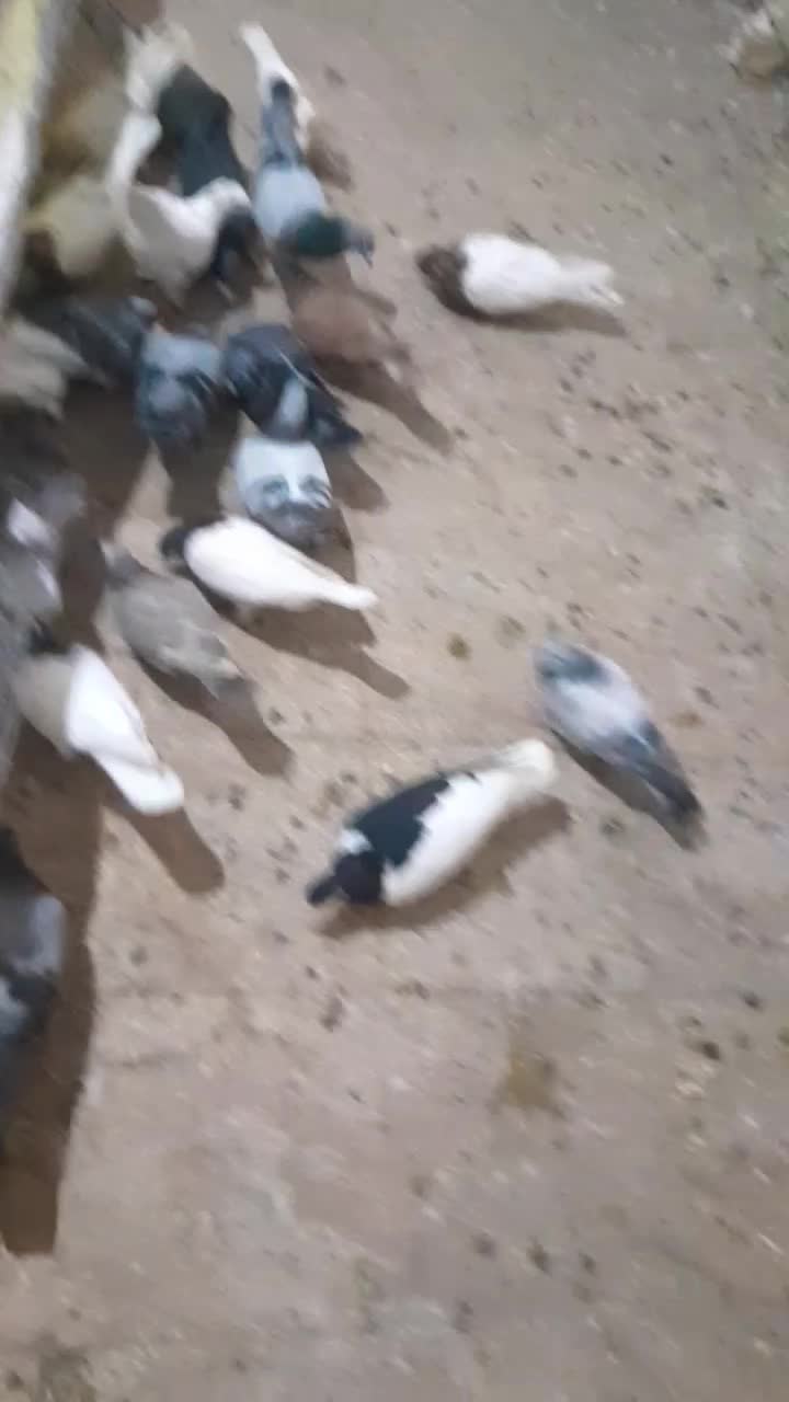 کفتر دورگ رنگی|پرنده|مشکان, |دیوار