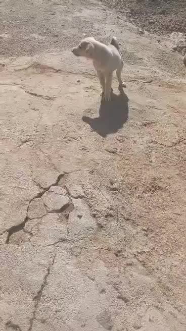 سگ پژدر اصل|سگ|زیویه, |دیوار