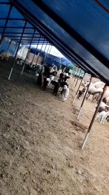 ساخت انواع اسکلت های فلزی با لوله های داربست|مصالح و تجهیزات ساختمان|ایذه, |دیوار