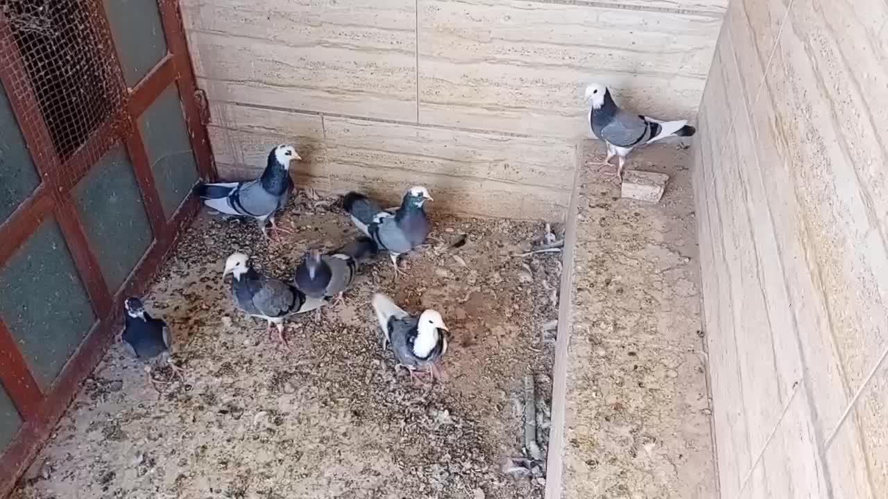 ۷ عدد شازده سبز|پرنده|اردکان, |دیوار