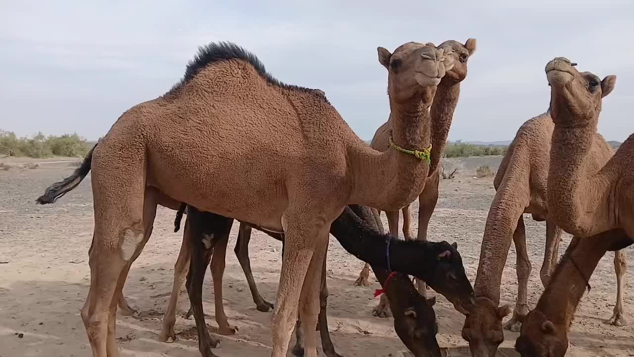 چند نفر شتر|حیوانات مزرعه|لاشار, |دیوار