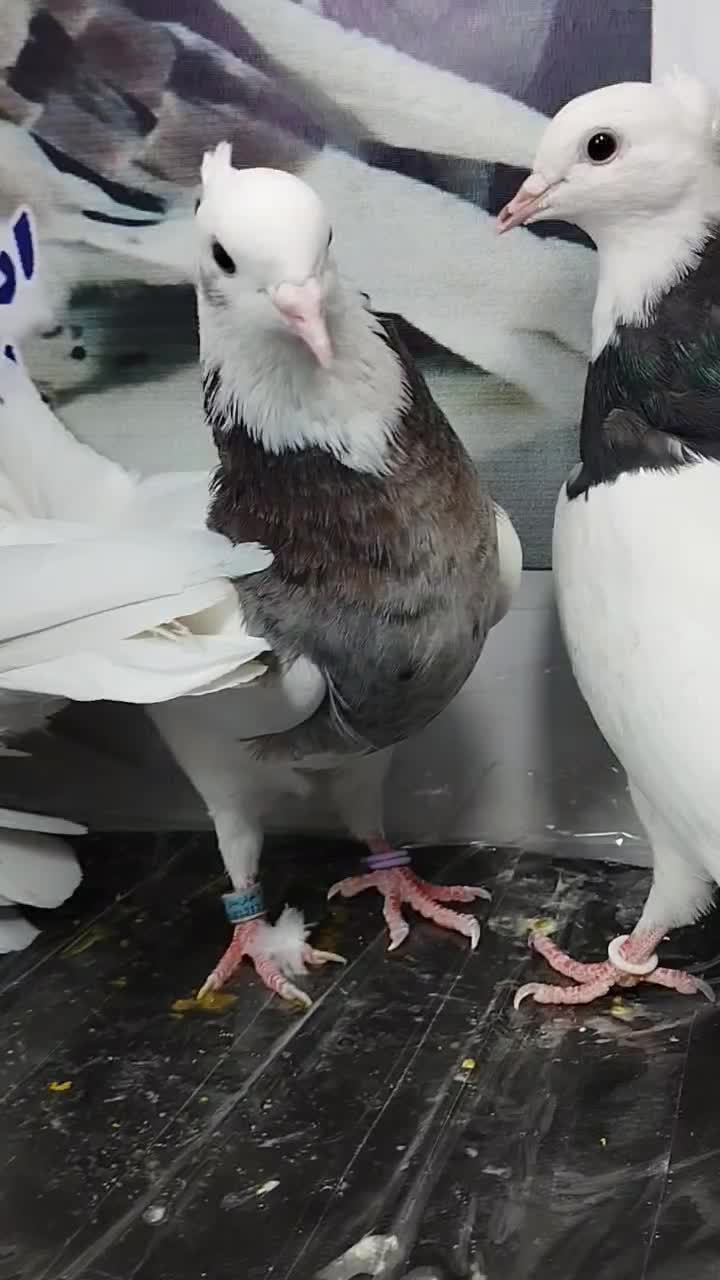 کفتر طوقی نسل دار|پرنده|پاکدشت, پاکدشت (مامازند)|دیوار