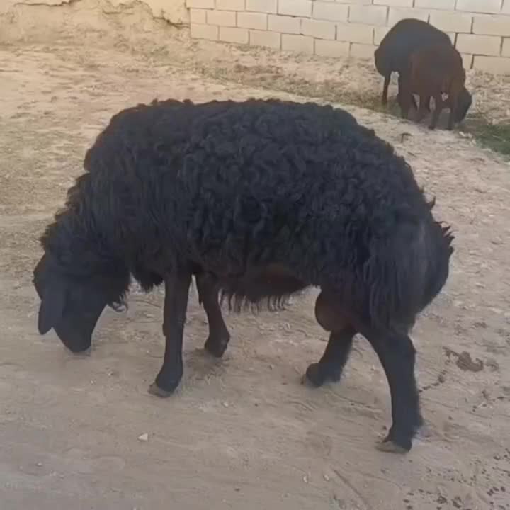 قوچ قره قزل موفرخوش رنگ|حیوانات مزرعه|سجاس رود, |دیوار