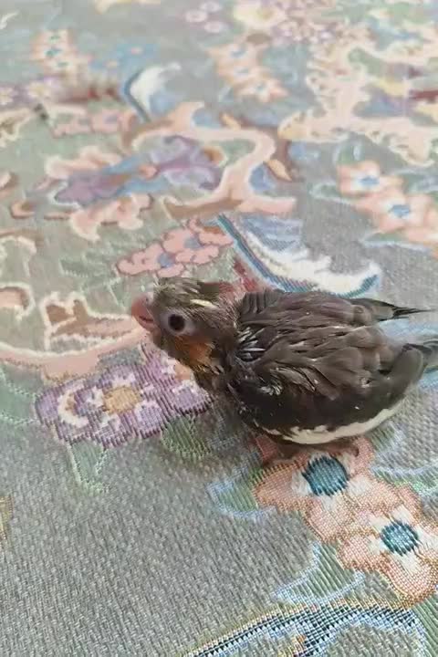 عروس هلندی ۲۰ روزه و ۲۵ روزه|پرنده|هشتگرد, فاز ۱ مهستان|دیوار