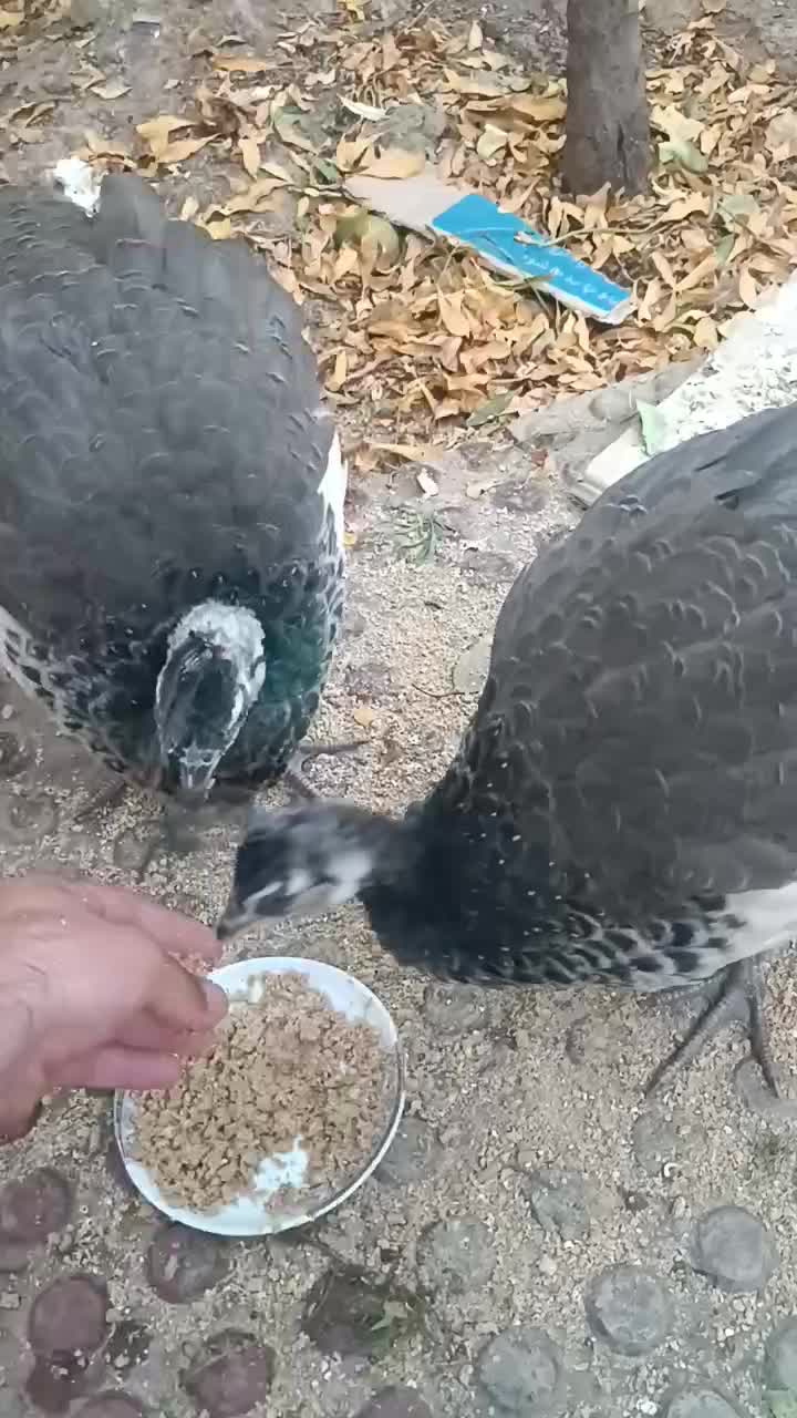 جوجه طاووس هندی|پرنده|تاکستان, |دیوار