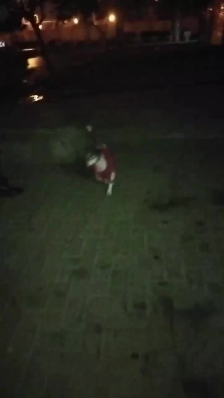 واگذاری سگ شیتزوتریر|سگ|مشهد, حسینآباد|دیوار