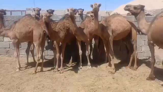 شتر|حیوانات مزرعه|اصفهان, خوراسگان|دیوار