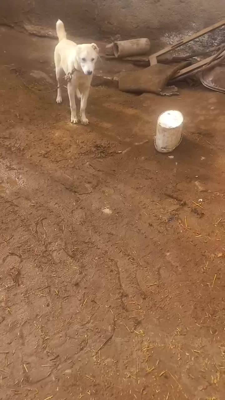 سگ‌ گوسفندی ادمی|سگ|شیروان (خراسان), |دیوار