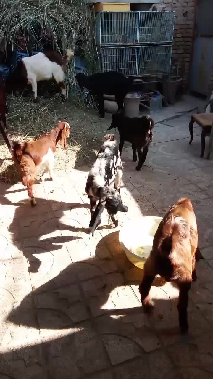 بزهای پاکستانی دوقلو زا|حیوانات مزرعه|شاهدشهر, |دیوار