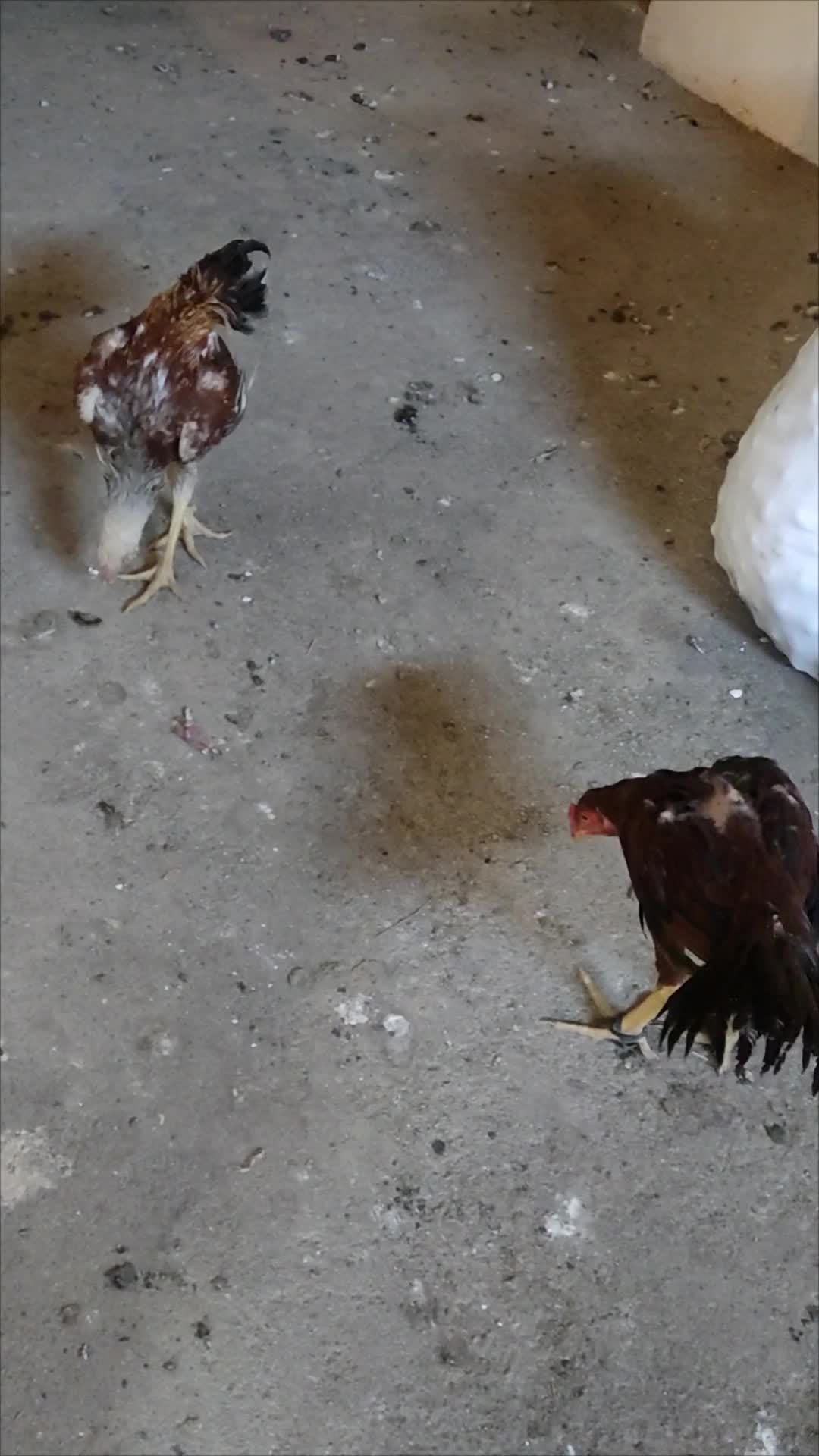 خروس لاری|حیوانات مزرعه|سروآباد, |دیوار