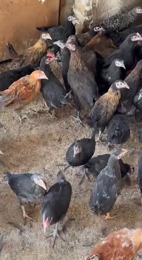 جوجه مرغ و خروس ۳ ماه گلپایگانی|حیوانات مزرعه|ساوه, |دیوار